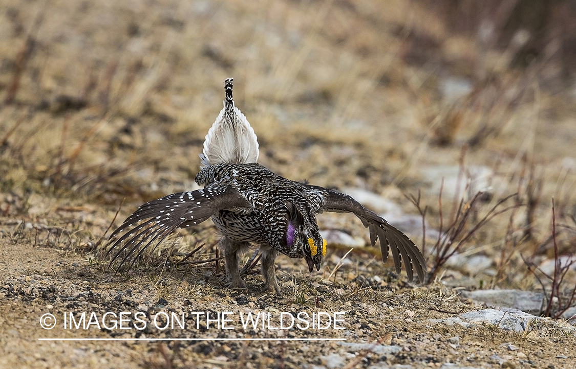 Sharp-tailed Grouse on leks in spring.