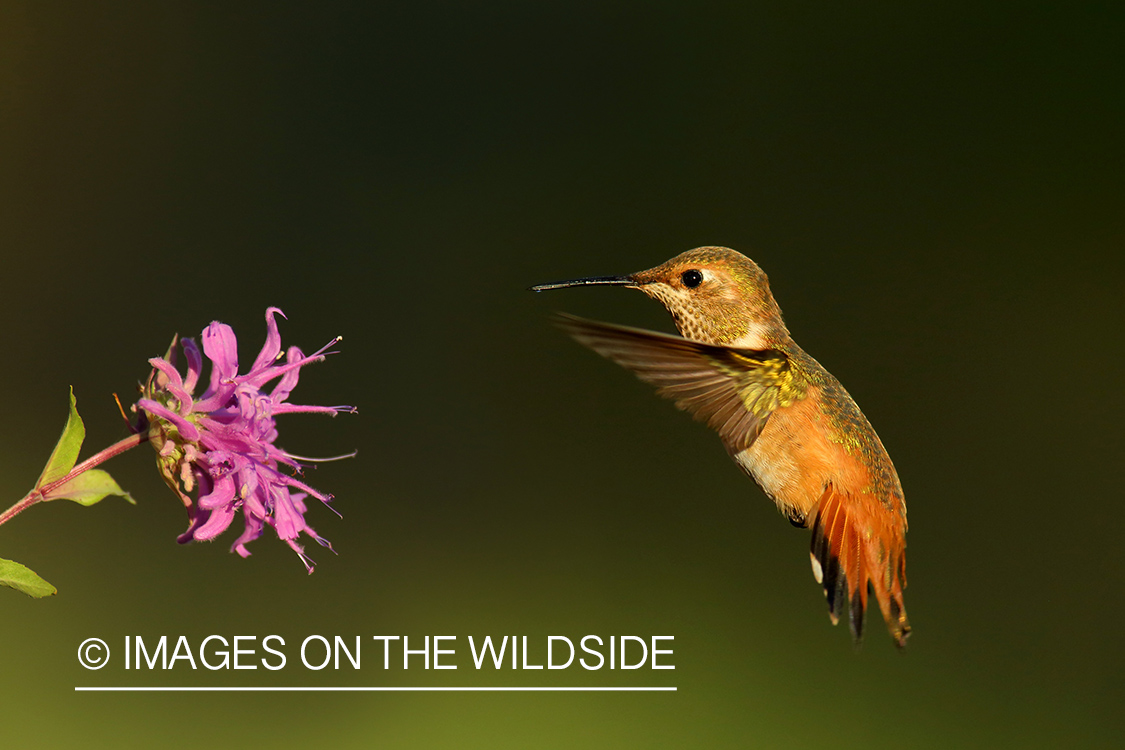 Rufous hummingbird in habitat.