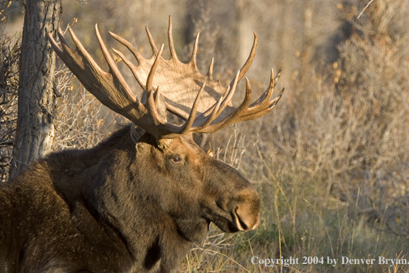 Shiras bull moose bedded down.