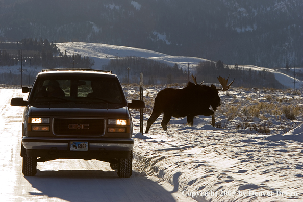 Shiras bull moose in habitat walking behind truck.