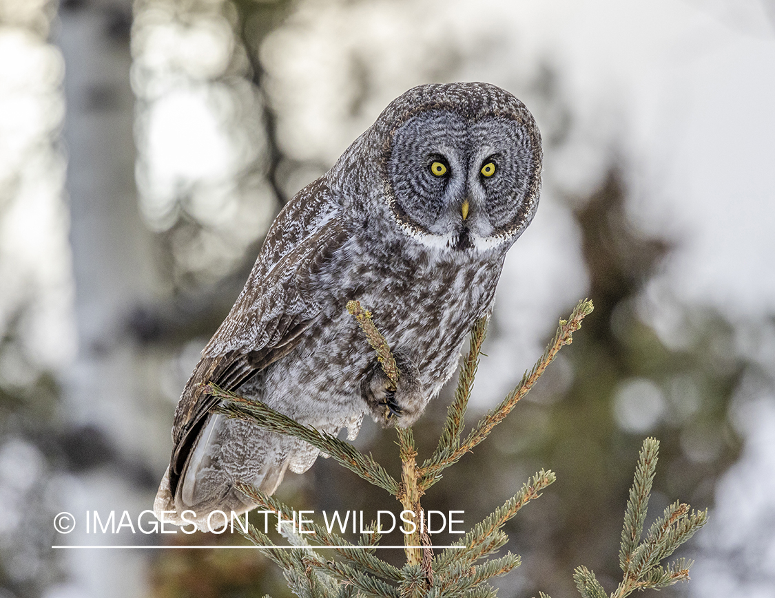 Great Grey Owl in habitat.