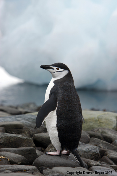 Chinstrap penguin in habitat