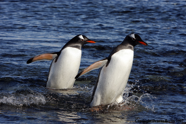 Gentoo Penguin in habitat