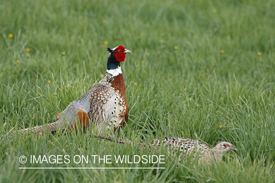 Rooster and hen pheasants in grass.