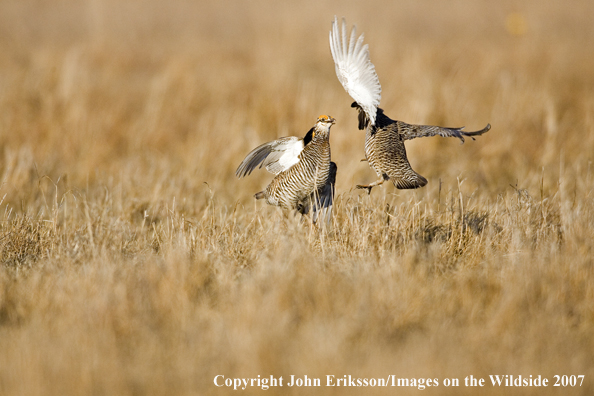 Greater Prairie Chickens fighting in habitat.