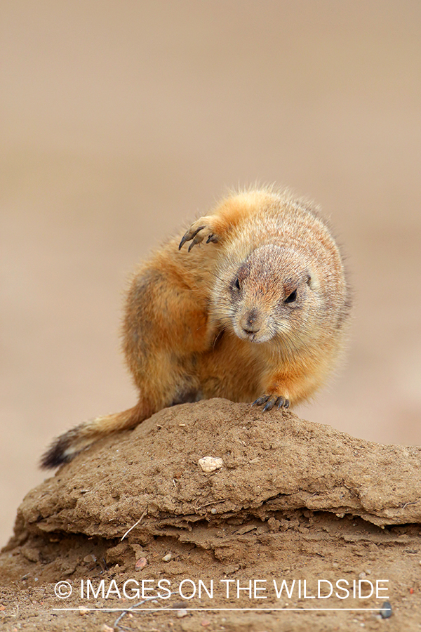 Prairie dog in habitat.