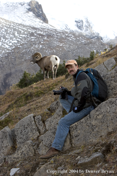 Photographer with Rocky Mountain bighorn sheep.