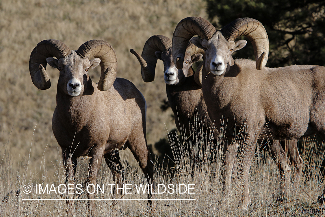 Rocky Mountain bighorn sheep in field.