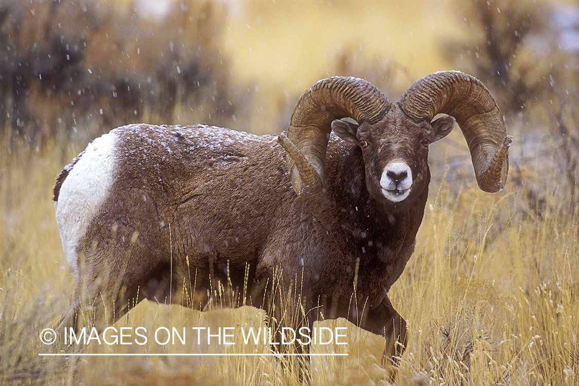 Bighorn sheep in field.