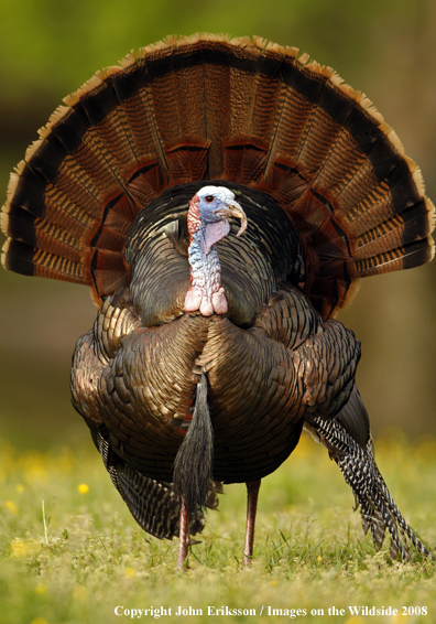 Eastern Wild Turkey