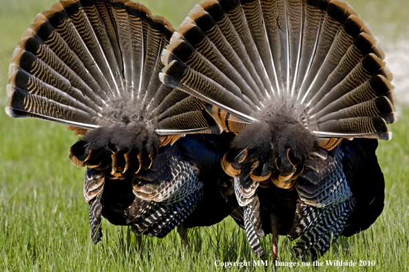 Wild eastern turkeys in full display.