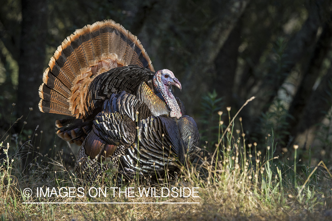 Rio Grande turkey in habitat.