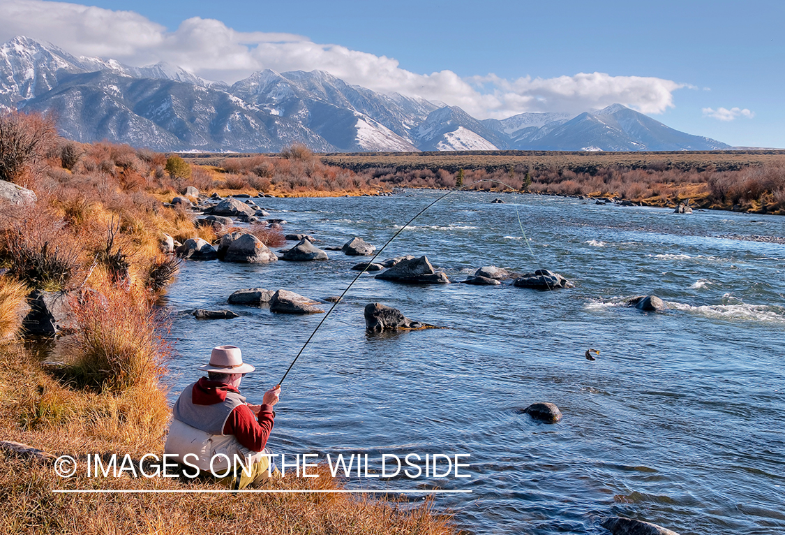 Flyfisherman fighting jumping fish on line.
