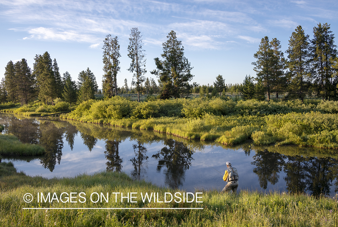 Flyfishing Duck Creek, Yellowstone National Park.