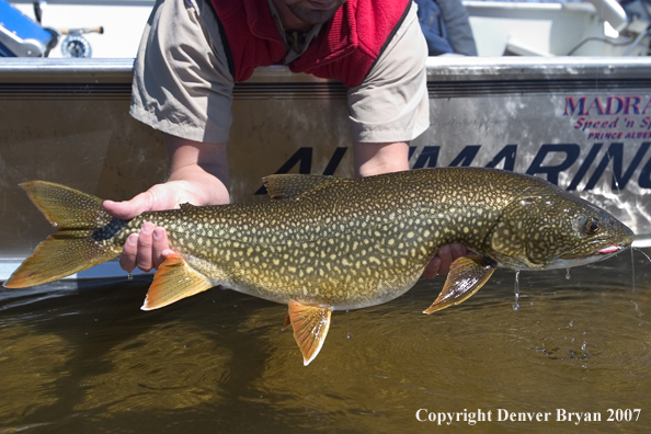 Fisherman with lake trout (close-up of fish)