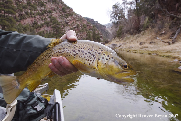 Brown trout being released by fisherman.