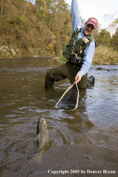 Flyfisherman netting nice brown trout on creek.
