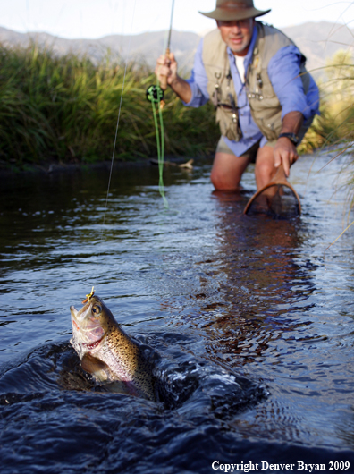 Flyfisherman landing rainbow trout