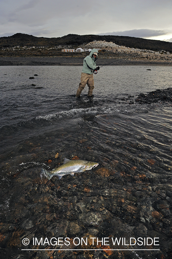 Jurassic Lake flyfisher fighting rainbow trout, Argentina.