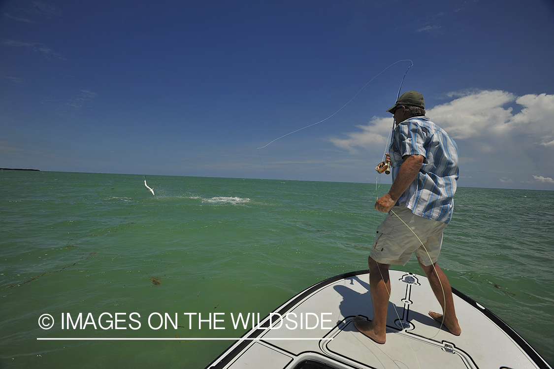 Flyfisherman fighting jumping tarpon on line.