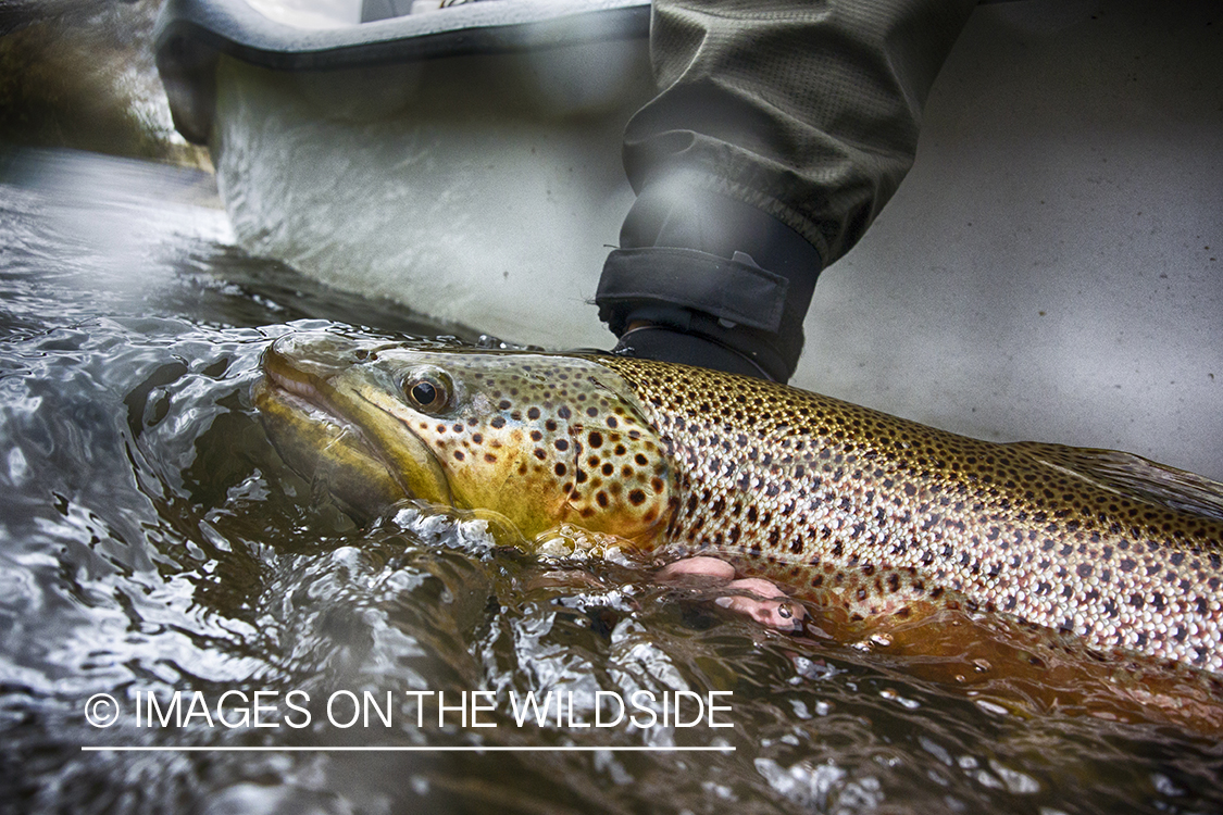 Flyfisherman releasing brown trout.