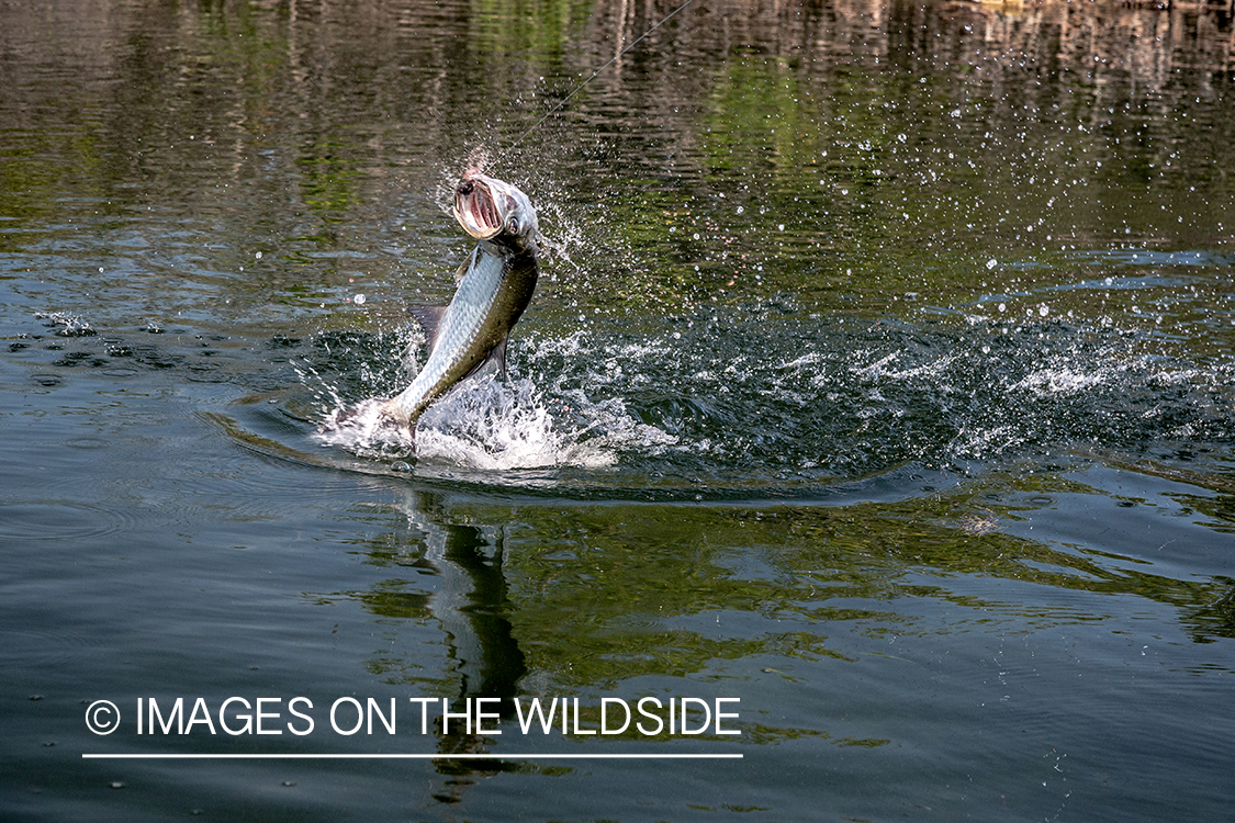 Jumping tarpon