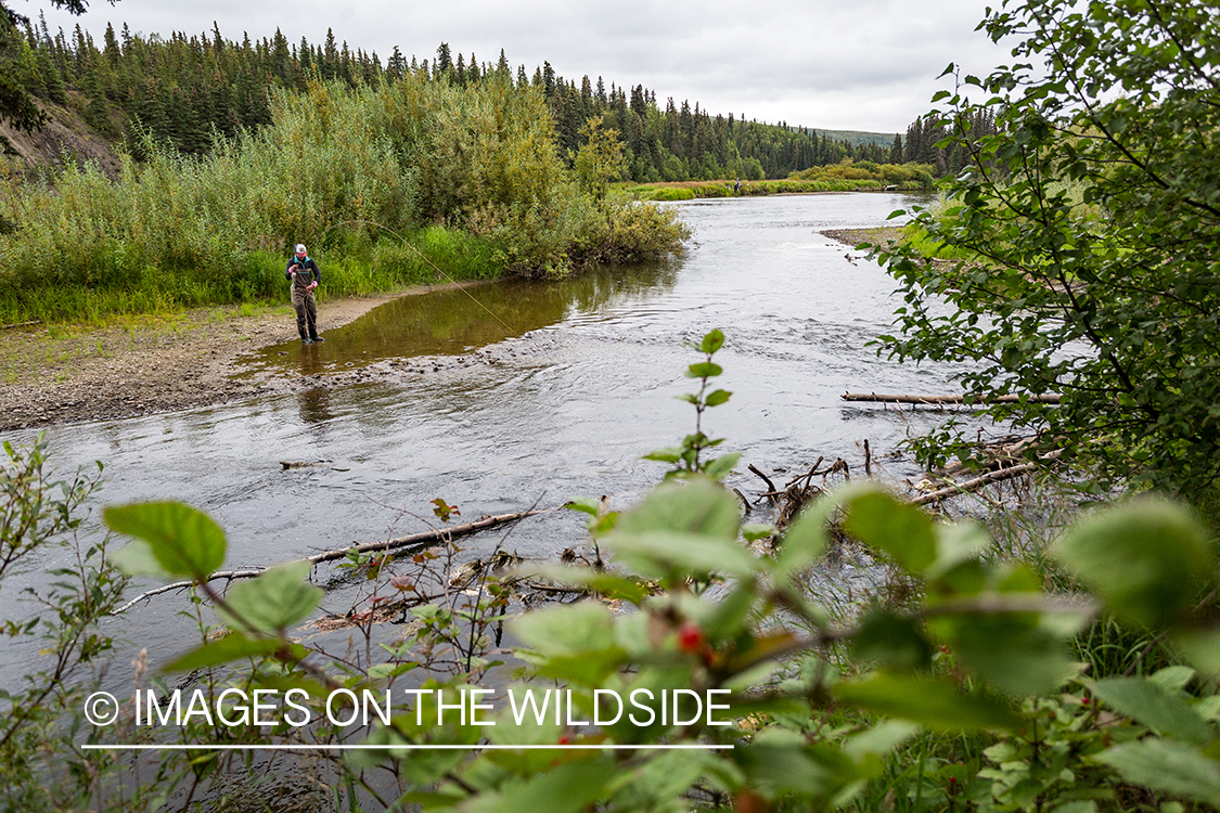 Flyfisher Camille Egdorf fighting fish on Nushagak river, Alaska.