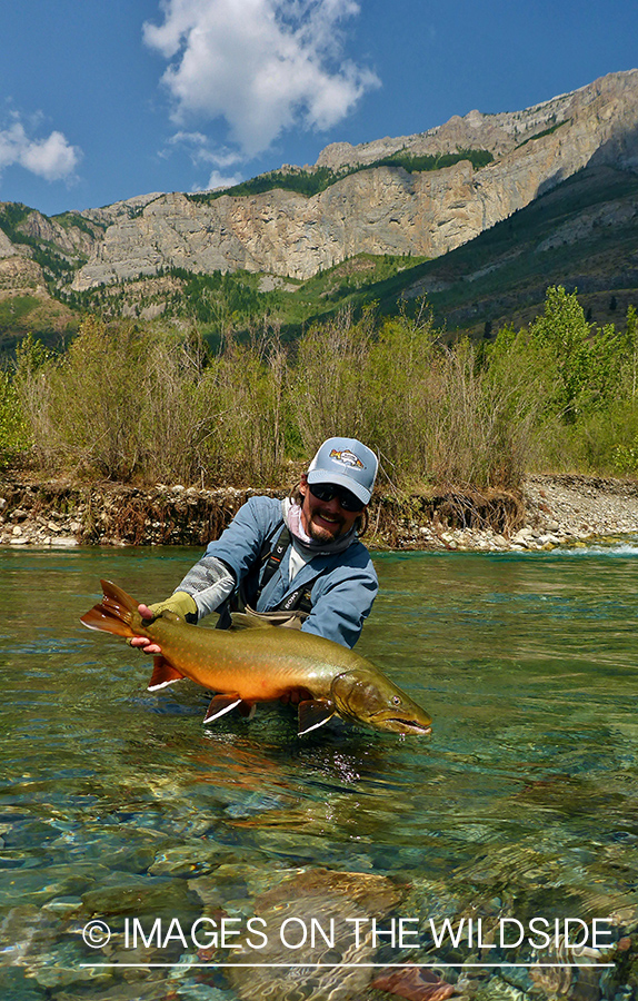 Flyfisherman releasing bull trout.