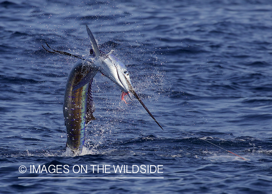 Sailfish jumping out of water.