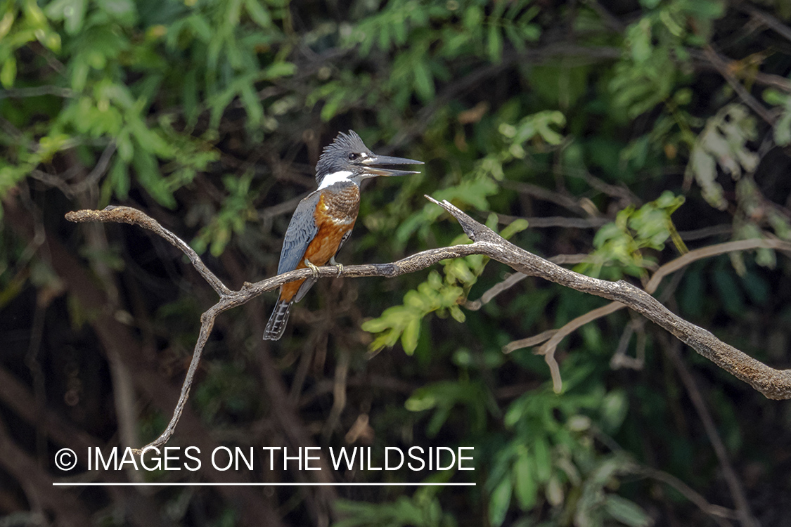 Kingfisher in Amazon jungle in Venezuela.