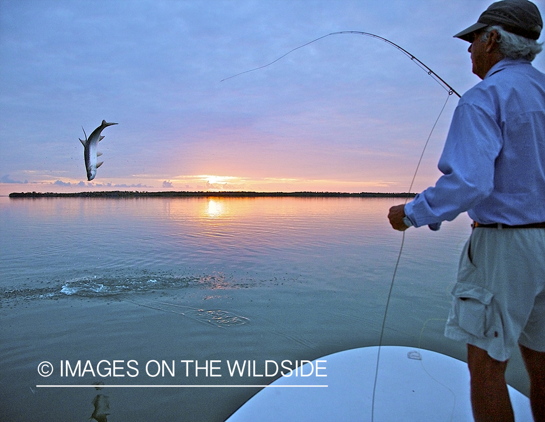 Saltwater flyfisherman fighting a jumping tarpon.