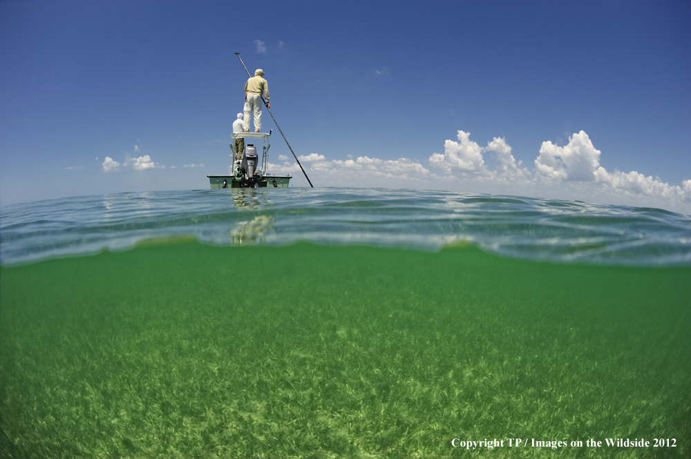 Flyfishing for Tarpon. 