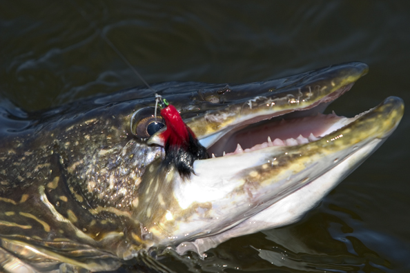 Close-up of Northern pike on fly.