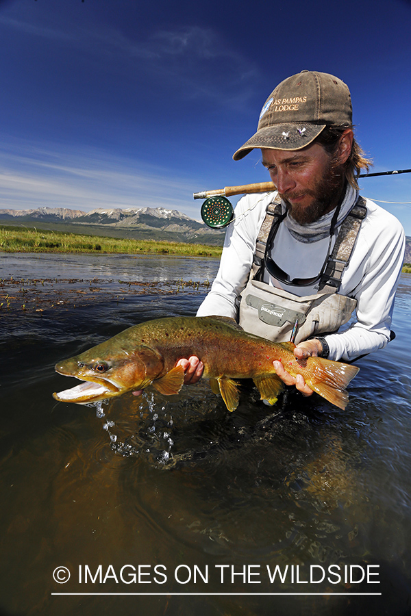 Flyfisherman releasing brown trout.