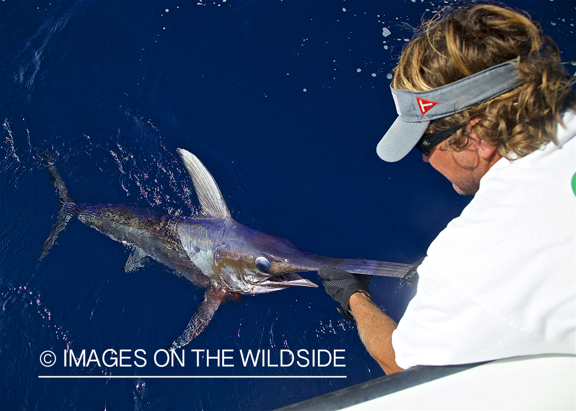 Fisherman landing swordfish.