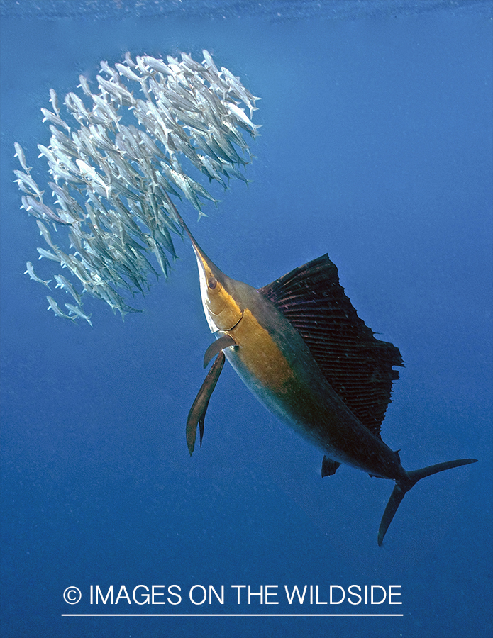 Sailfish hunting bait fish in open ocean.