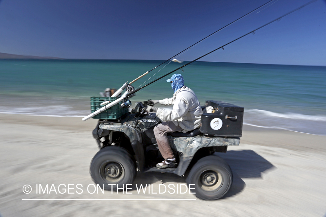 Chasing roosterfish on Baja Peninsula, Mexico.