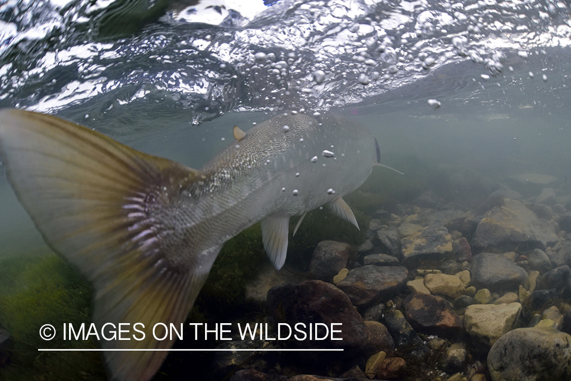 Released Arctic Char underwater.