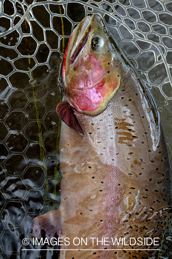 Cutthroat trout.