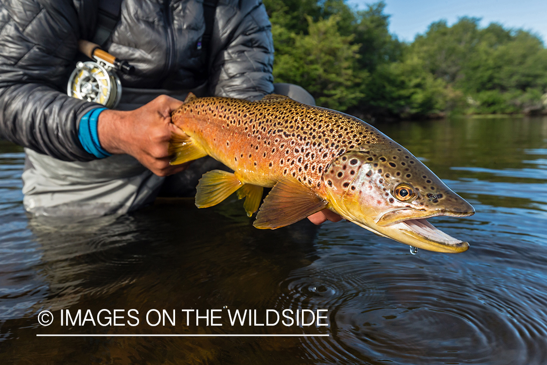 Flyfisherman releasing trout.