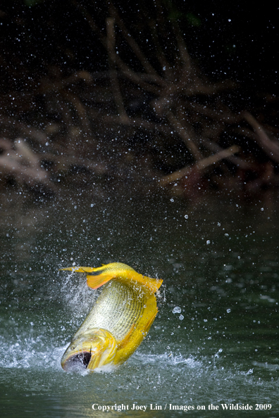 Leaping Golden Dorado