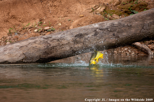 Golden Dorado jumping