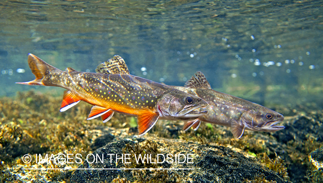 Spawning Brook Trout.