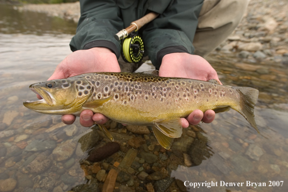 Flyfisherman holding/releasing brown trout.  Closeup of trout.