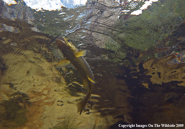 Brown Trout underwater