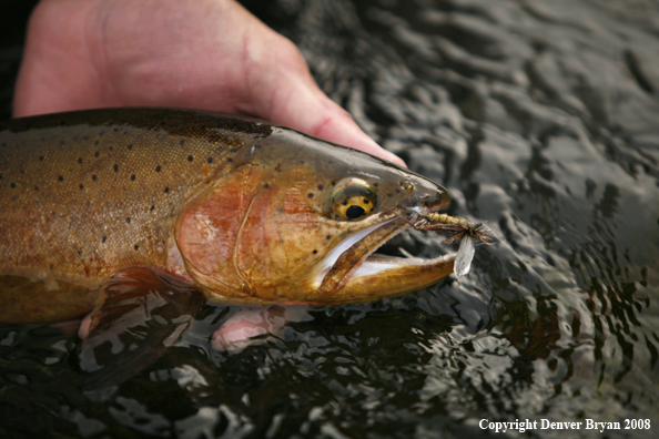 Cutthroat Trout With Fly