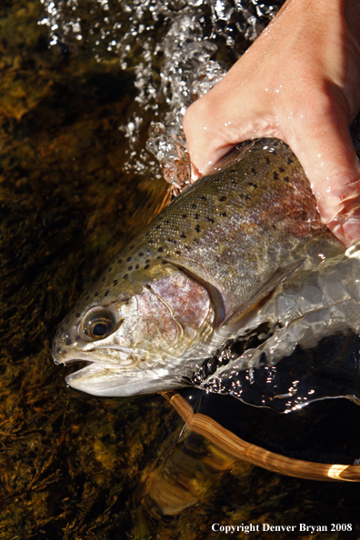 Rainbow trout in habitat