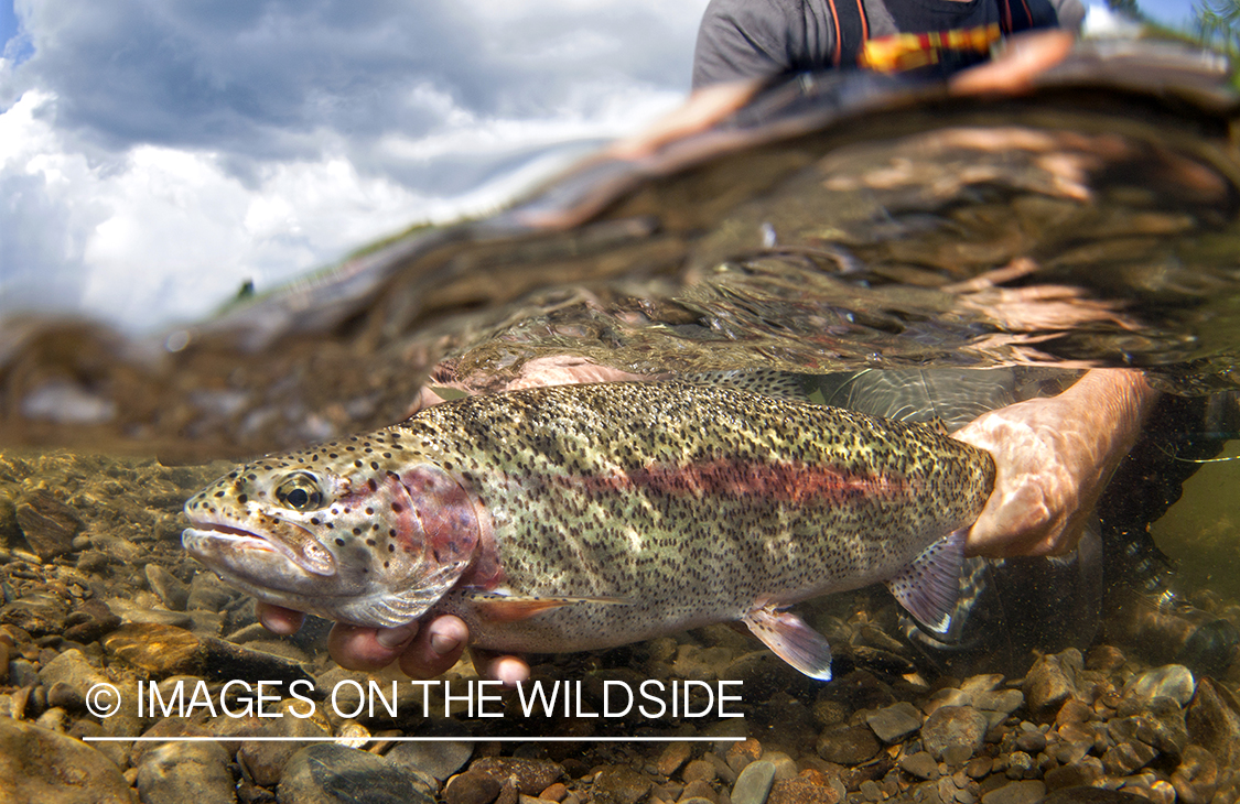 Rainbow Trout in the water.