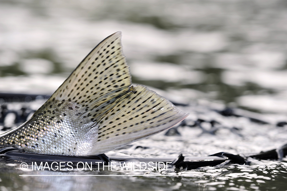 Steelhead Tailfin