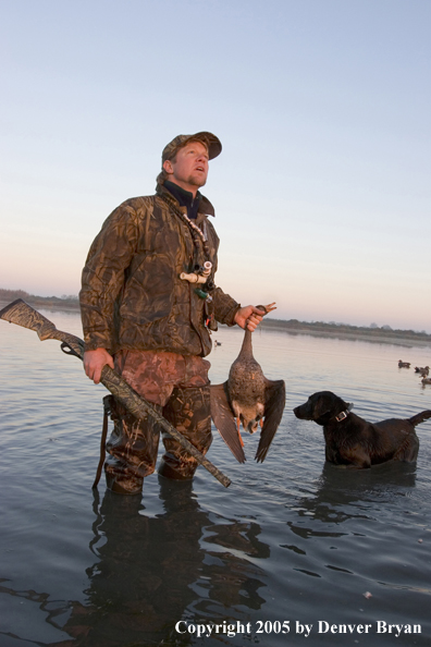 Waterfowl hunter and Labrador Retriever in marsh/water with bagged bird.